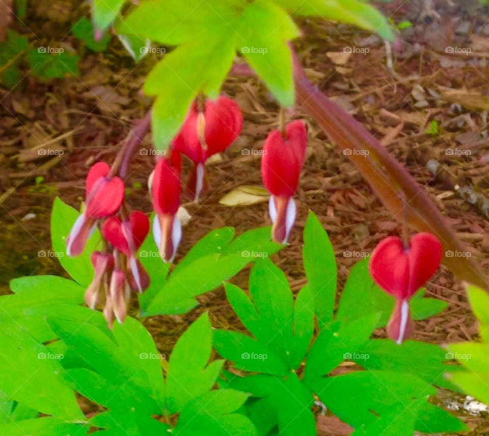 Bleeding hearts