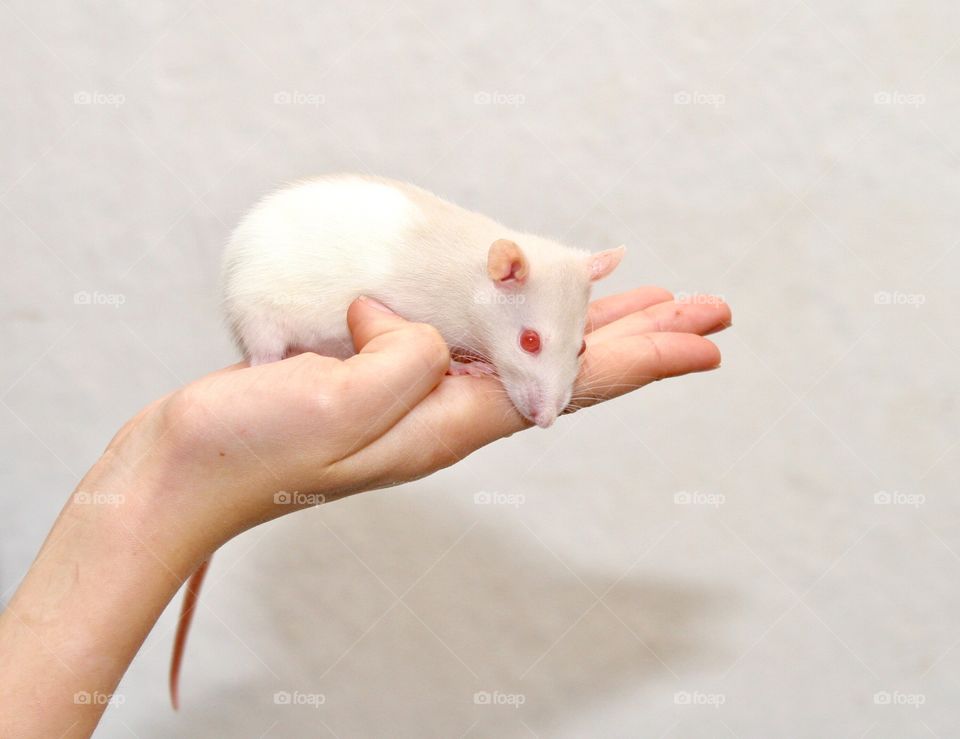 Rat on the hand