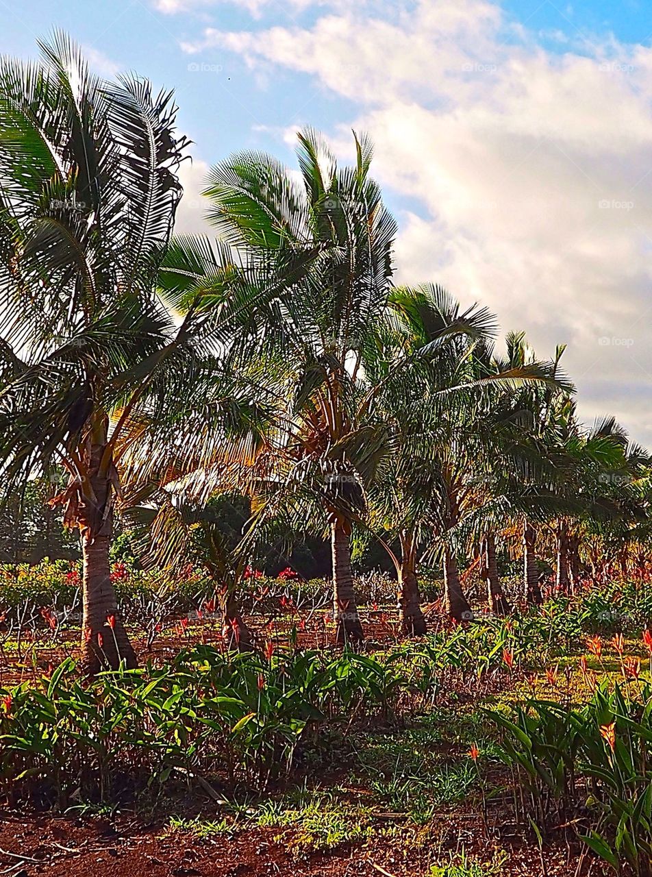 Hawaiian Farming