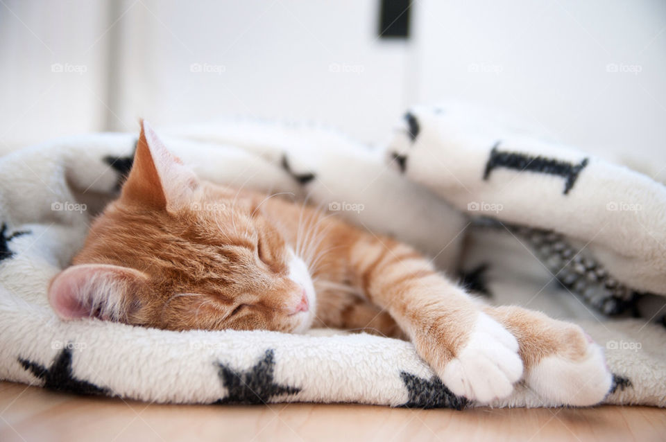 red orange cat sleeping by marinasiljehav