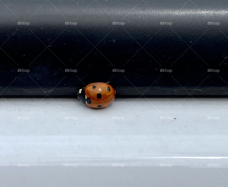 Ladybug 