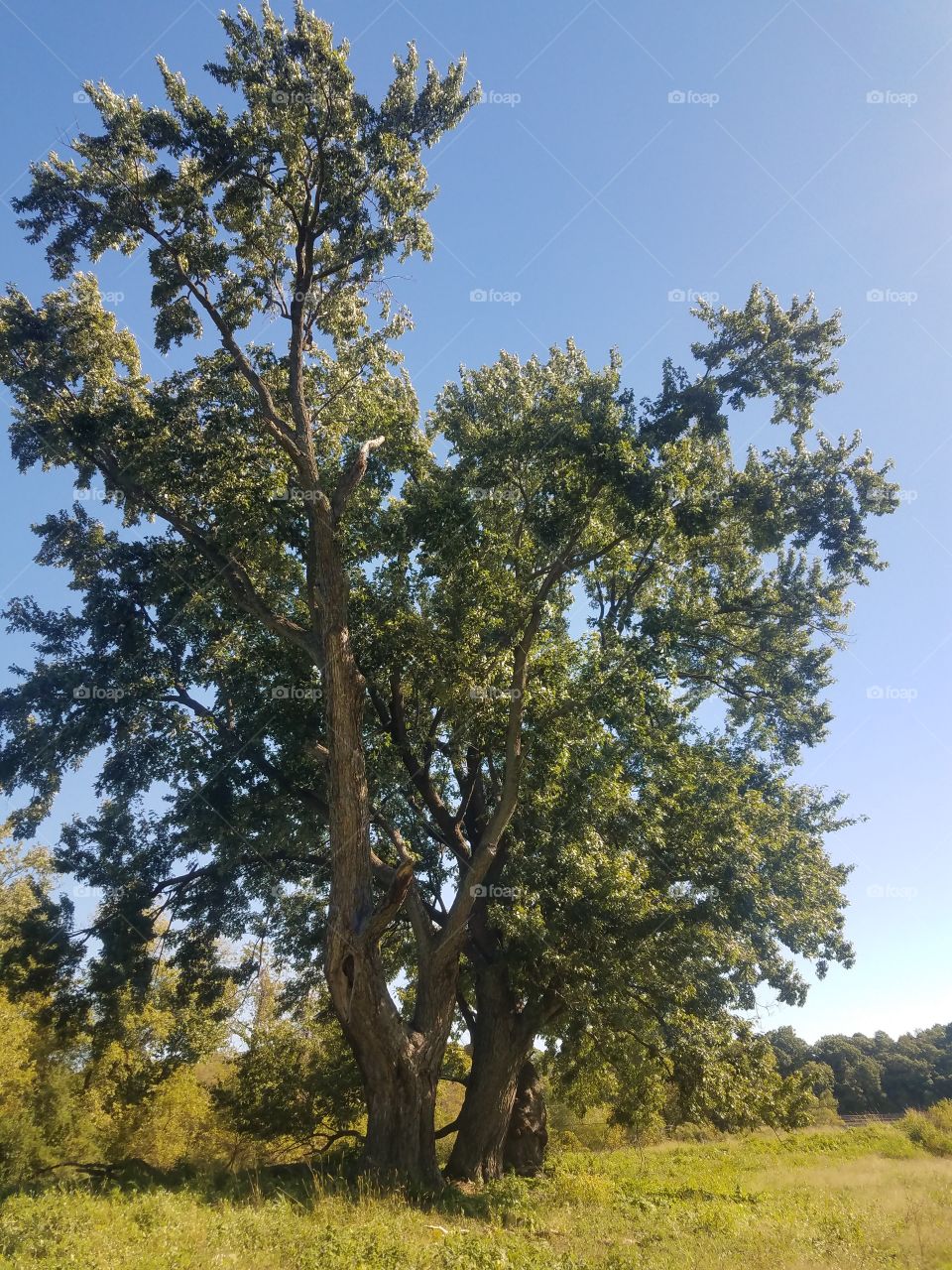tree so tall