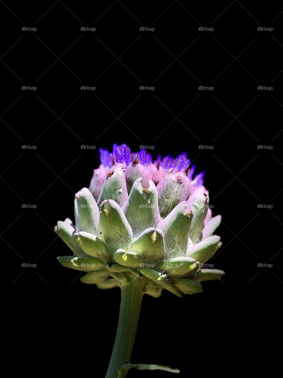 Blooming Artichoke! 