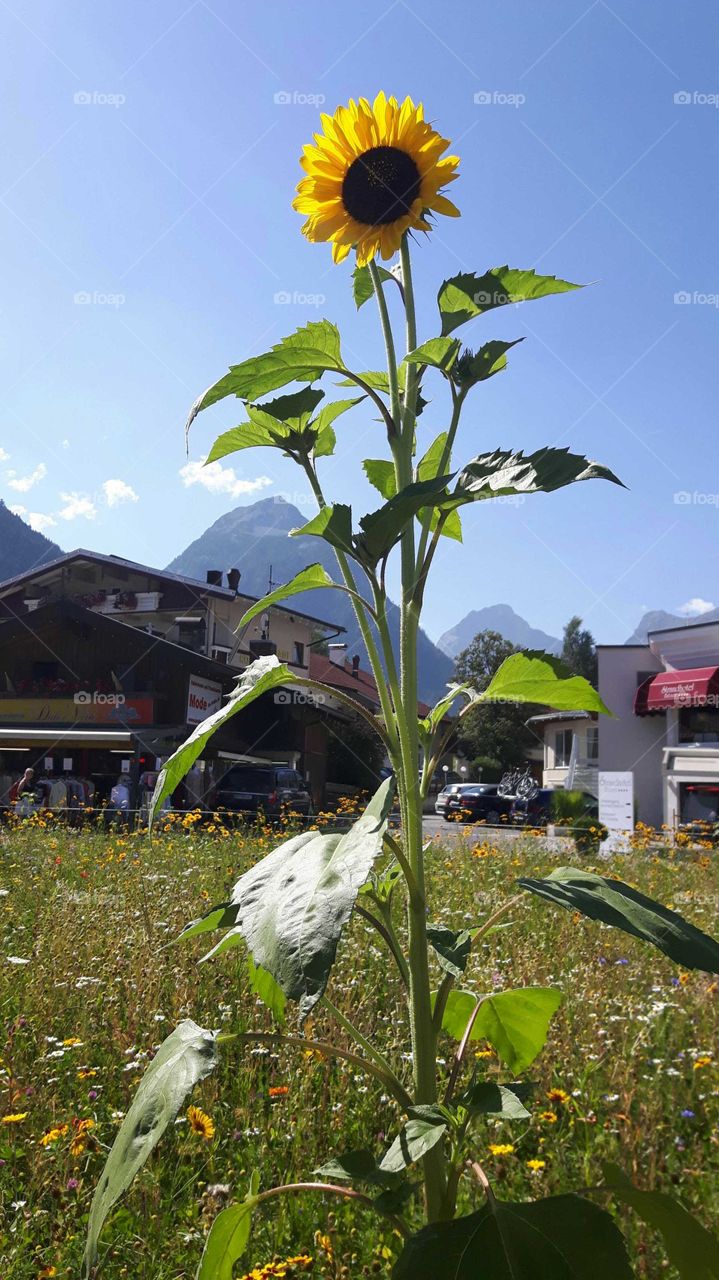 sunflower standing proud (Austria)