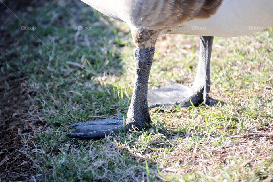 Geese Feet