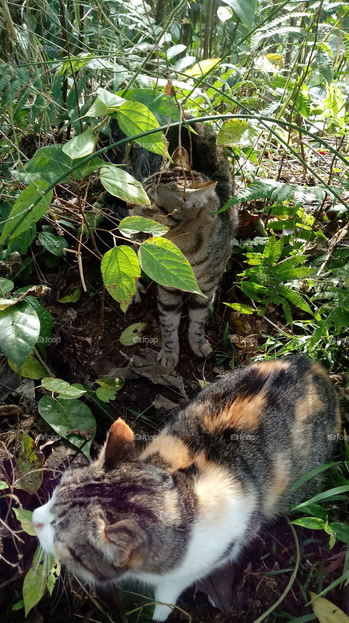 CAT, CACHÉ, effrayant DANS LE MATO ENTRE LES BRANCHES.