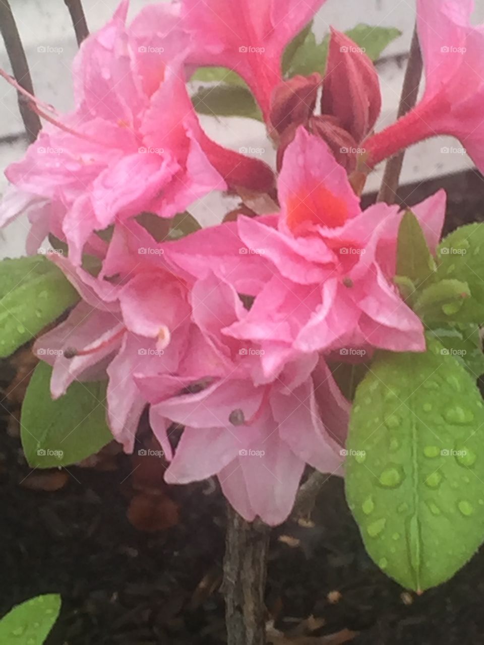 Pink flowering
