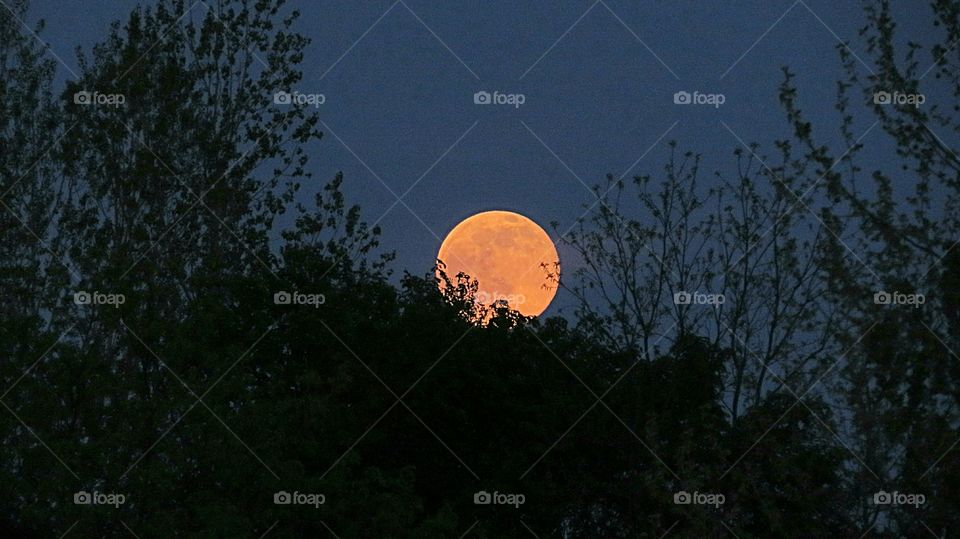 Harvest Moon behind treea