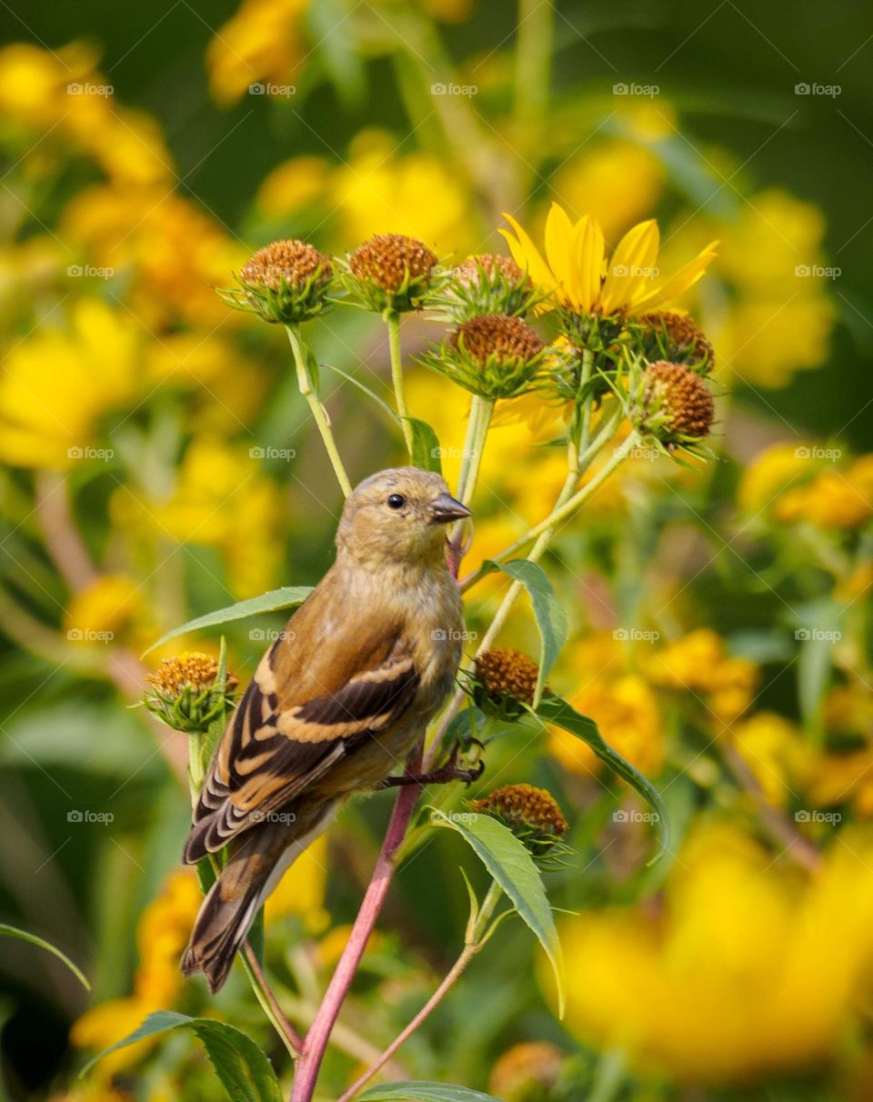 Beautiful and cute bird