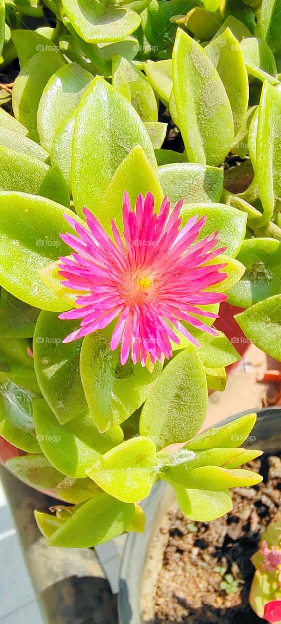 If you want to live, rejuvenate like this