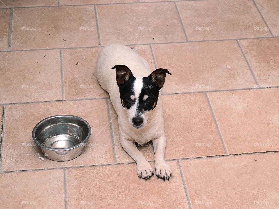 Dog laying on the floor with a bowl