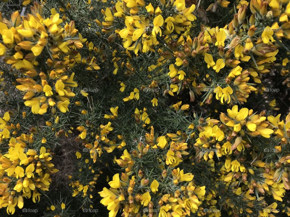 This yellow gorse has such a strong ambiance, one feels drawn to its mere presence.