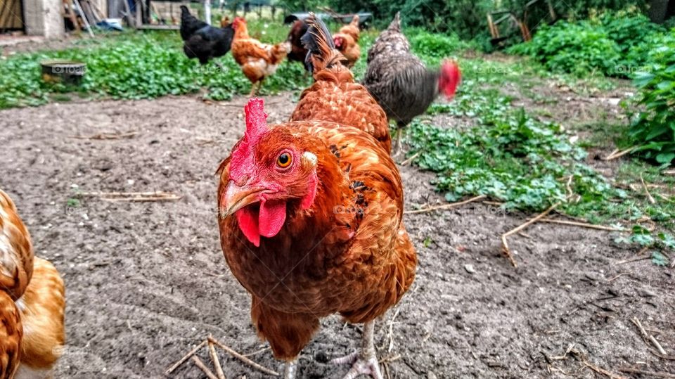 Close-up of hens on farm