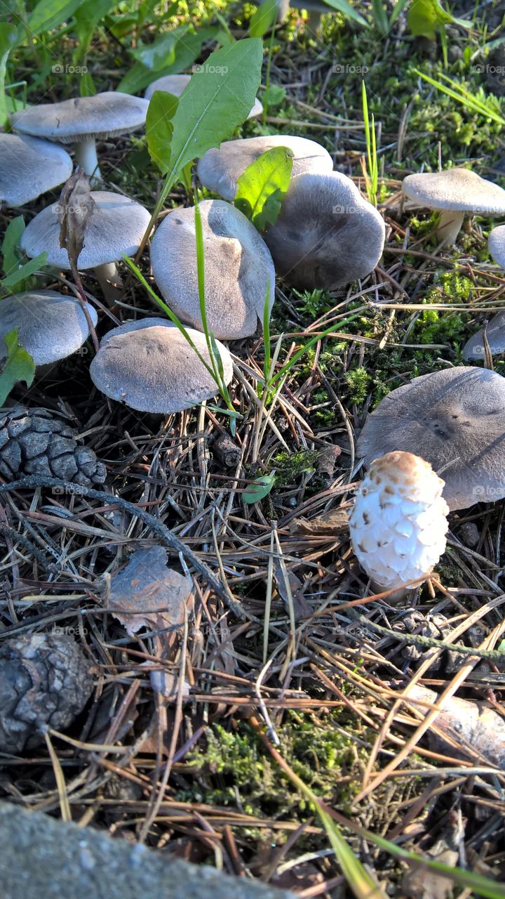 fungus