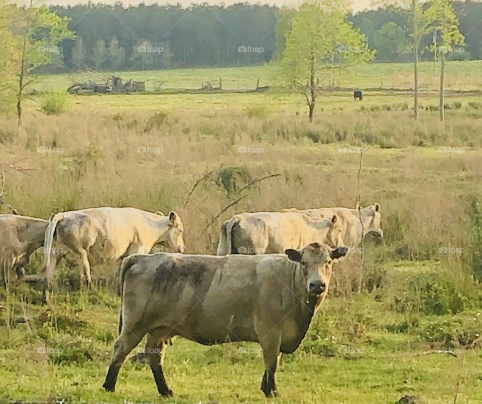 White cows in a green, country pasture
