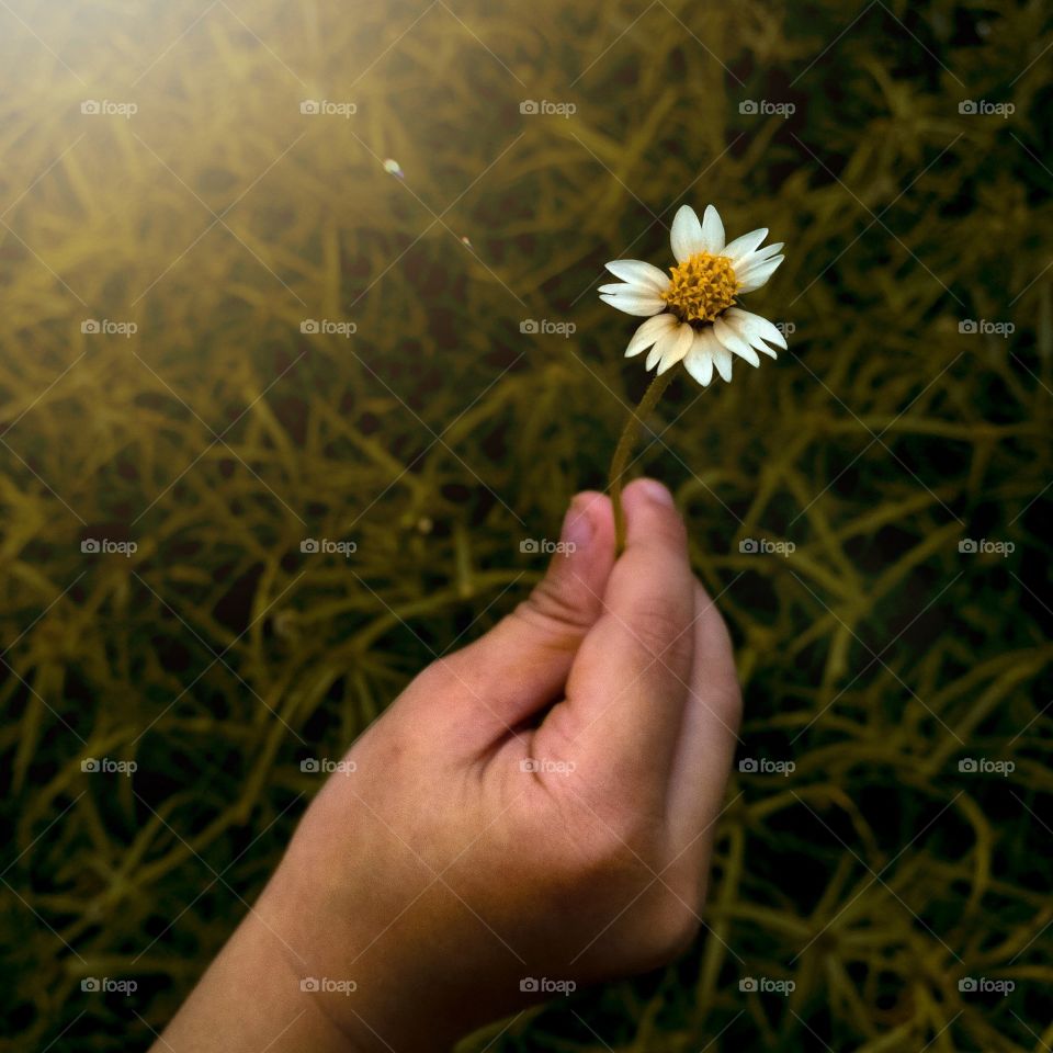 Flower and hand