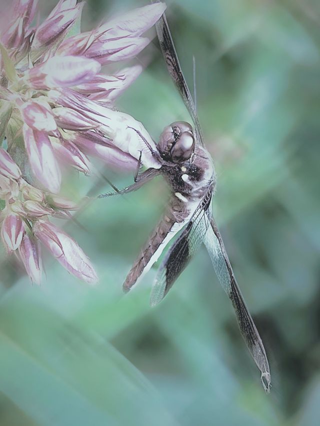 dragonfly