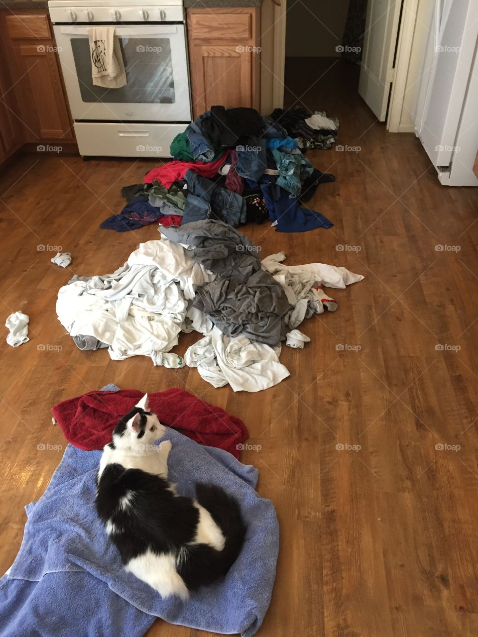 Sorting laundry with the cat 