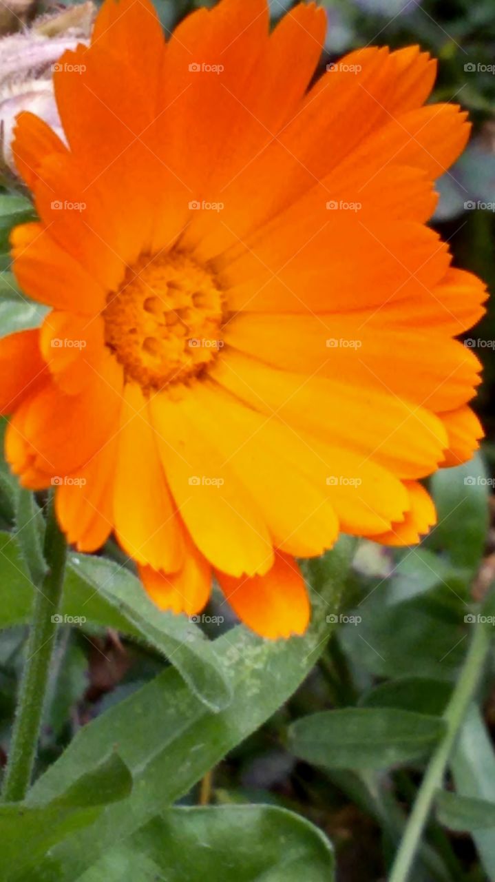 Orange flowers calendula