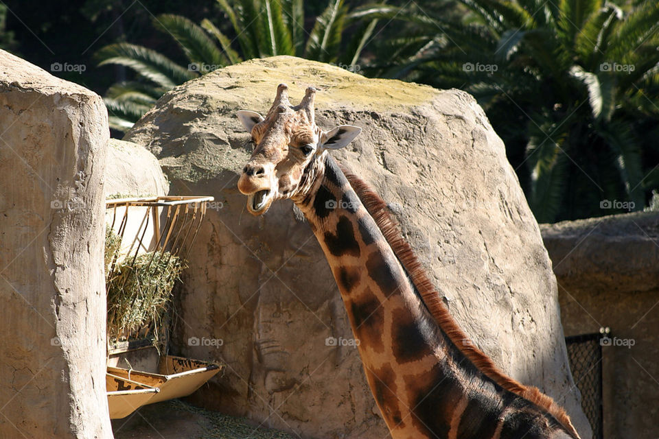 nature red pattern orange by hlehnerer