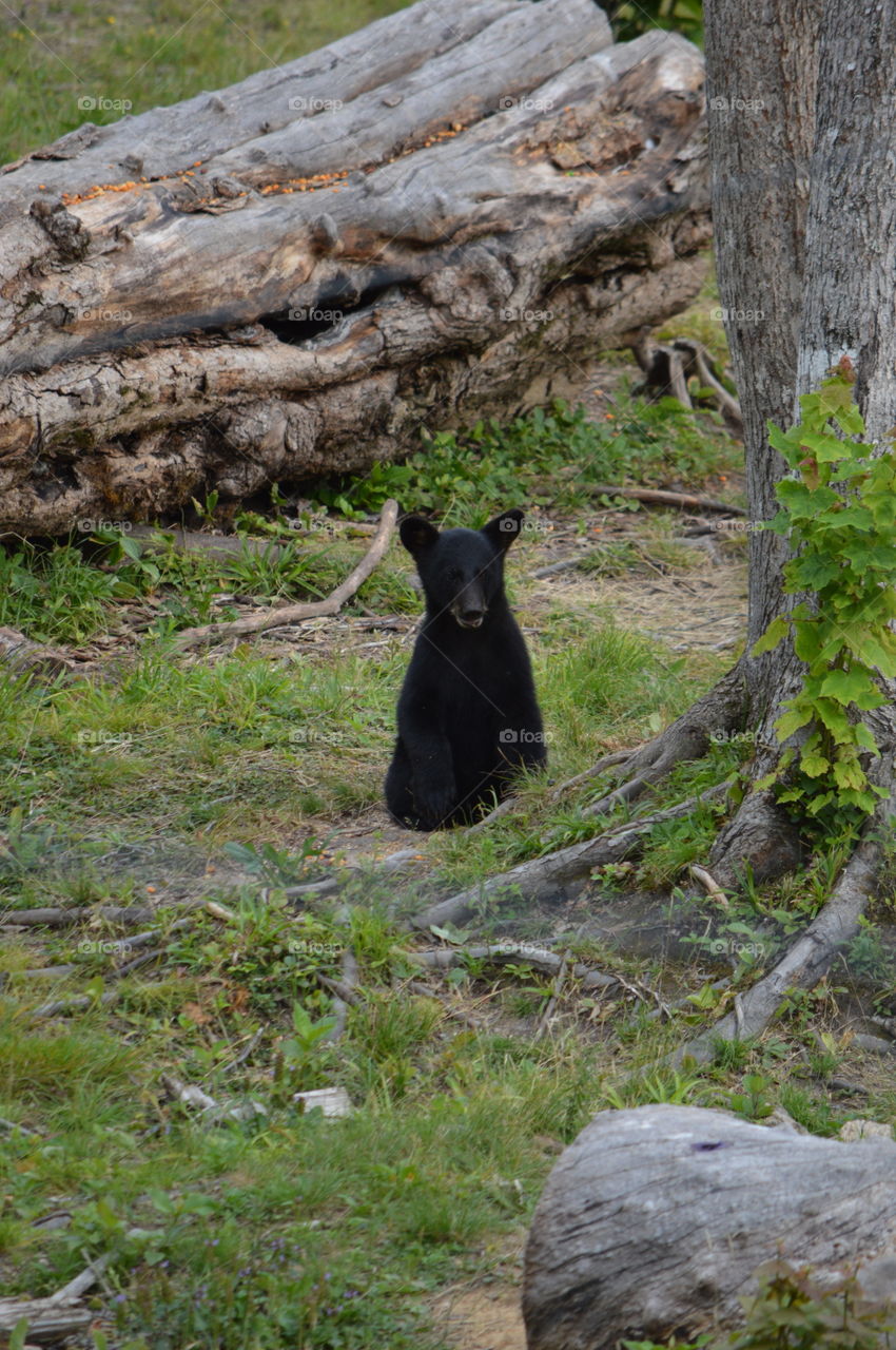 Baby black bear cub