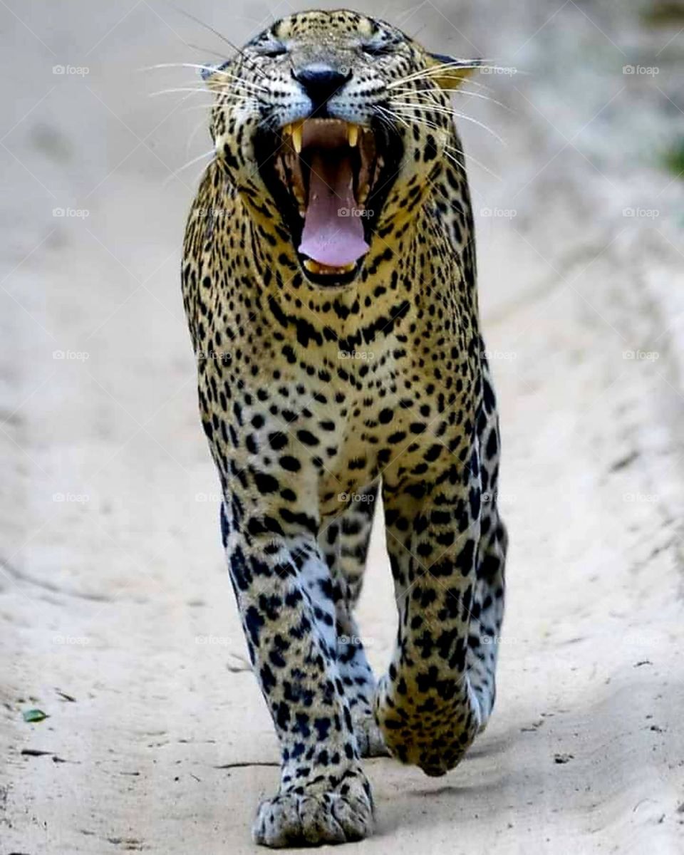 lazy leopard 🐆😁