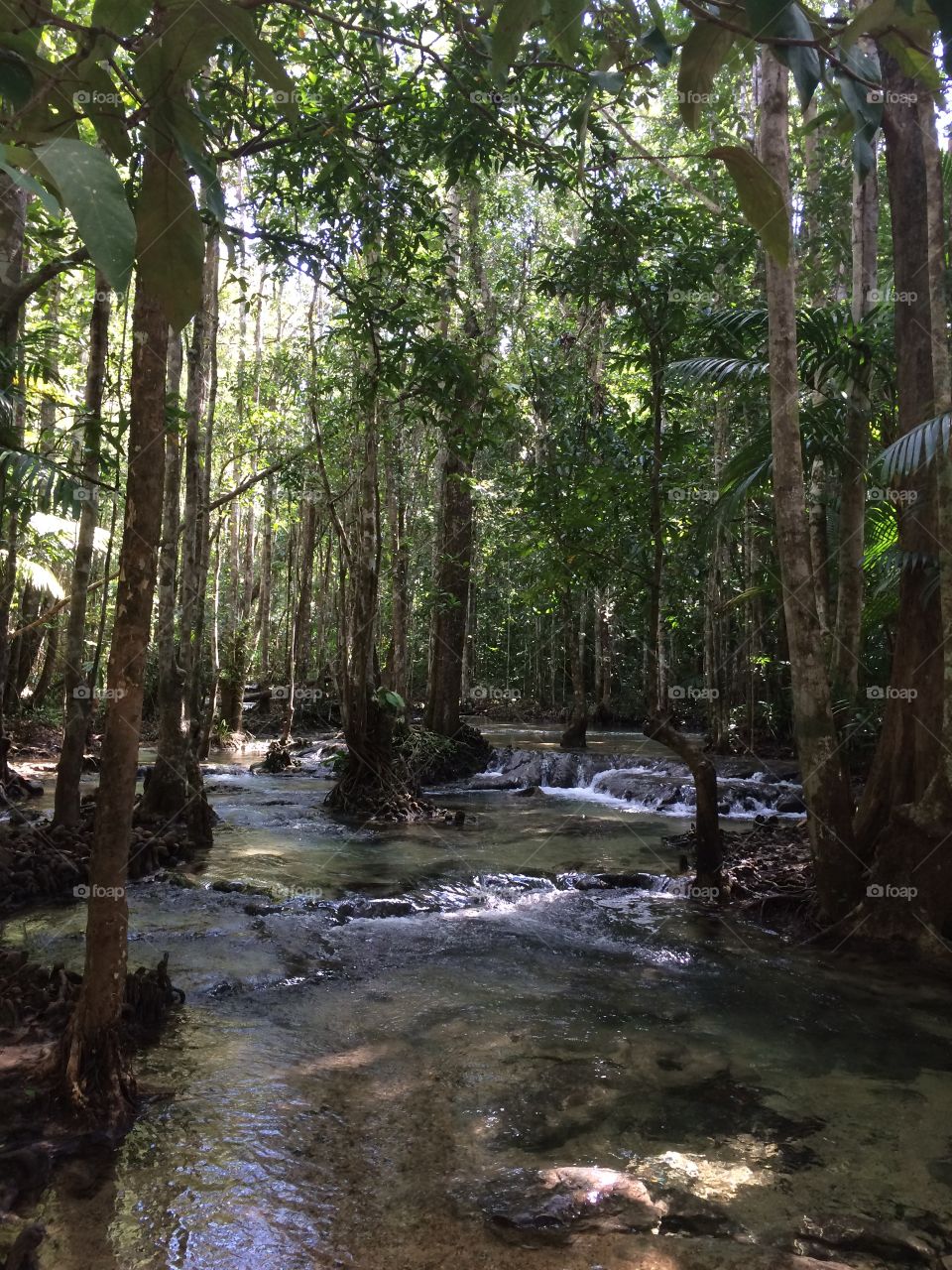 Thailand forest, Krabi