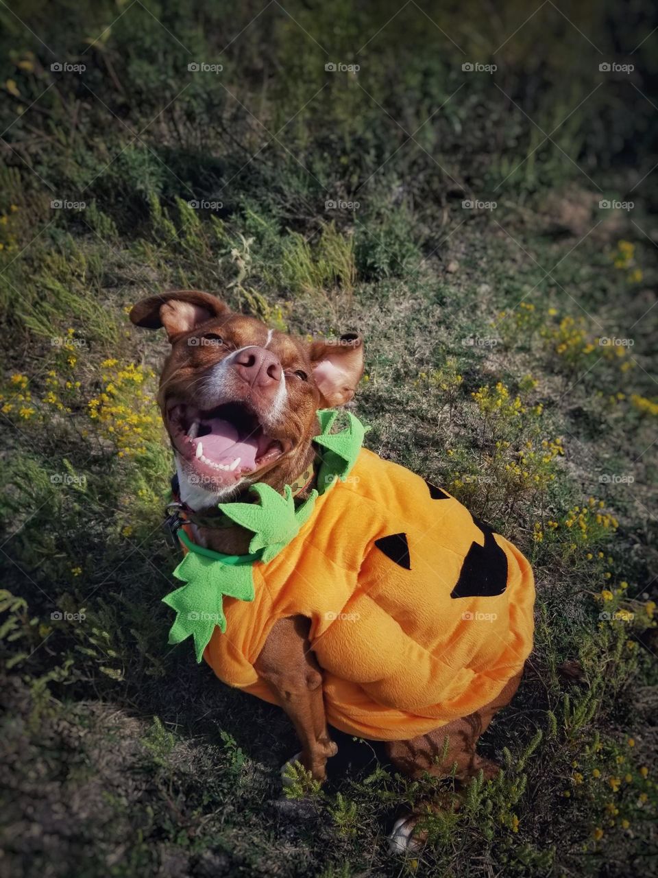 Smiling Puppy Dog waiting in the pumpkin patch in her Jack-O-Lantern costume