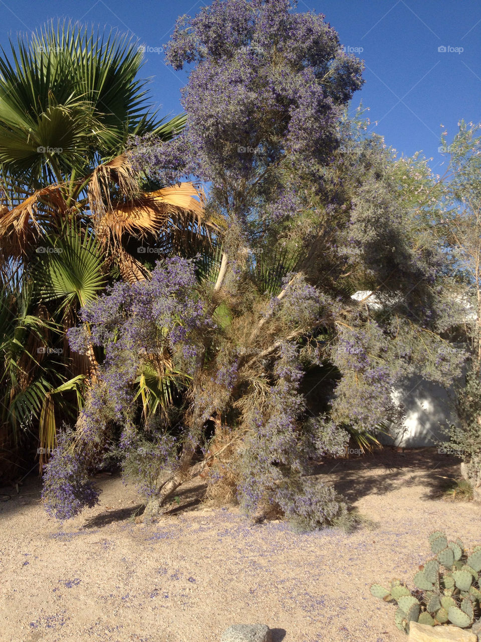flowers tree desert blooming by davidi92260