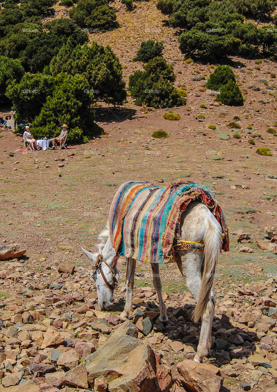 A trekking's best friend . we did not have the help of a donkey during our trek..