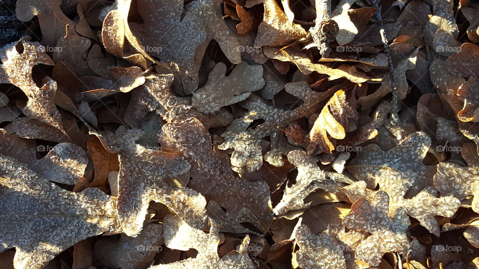 There is simple beauty in frost covered leaves.