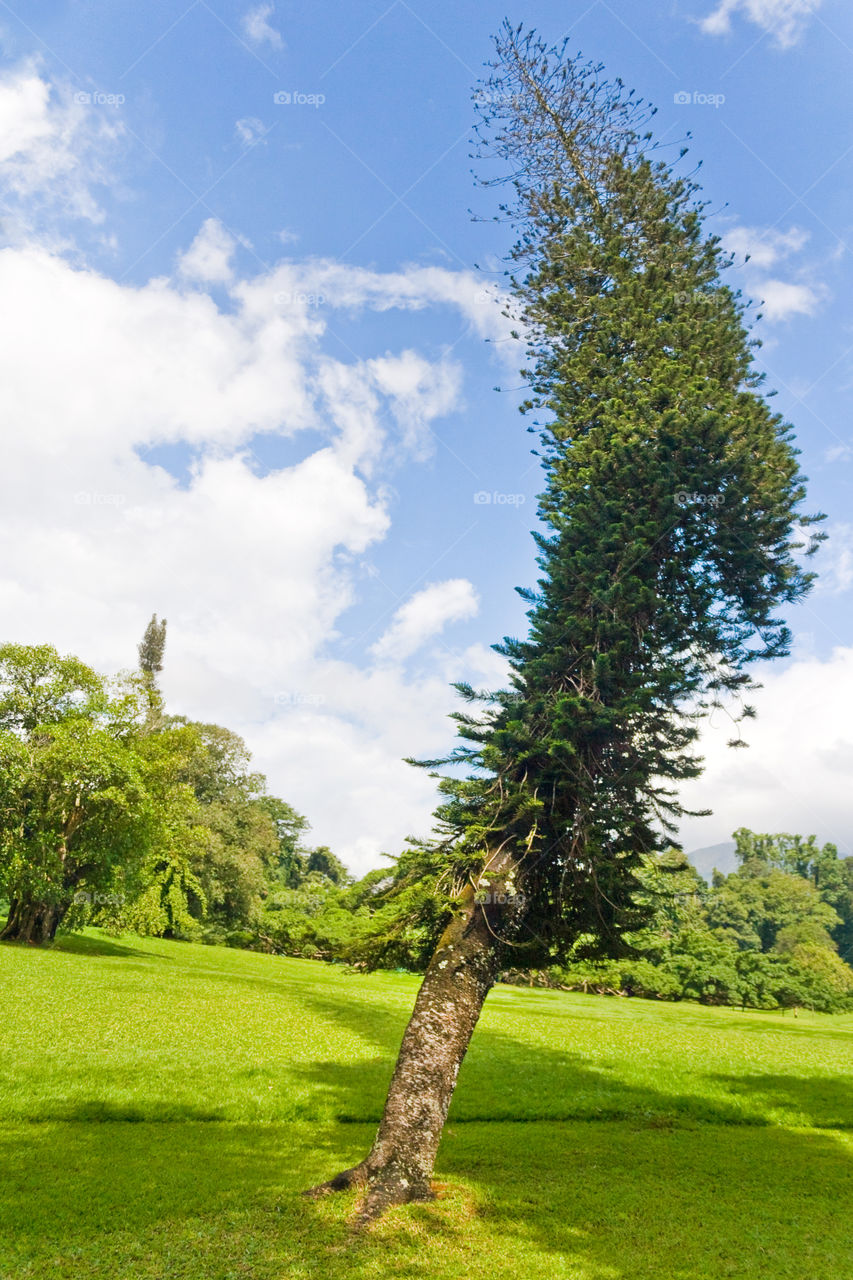 Interesting tree in Sri Lanka