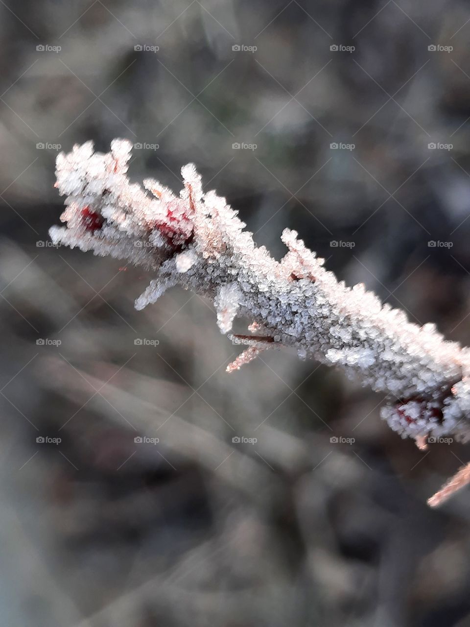 frost covered twig of confiture rose at dawn