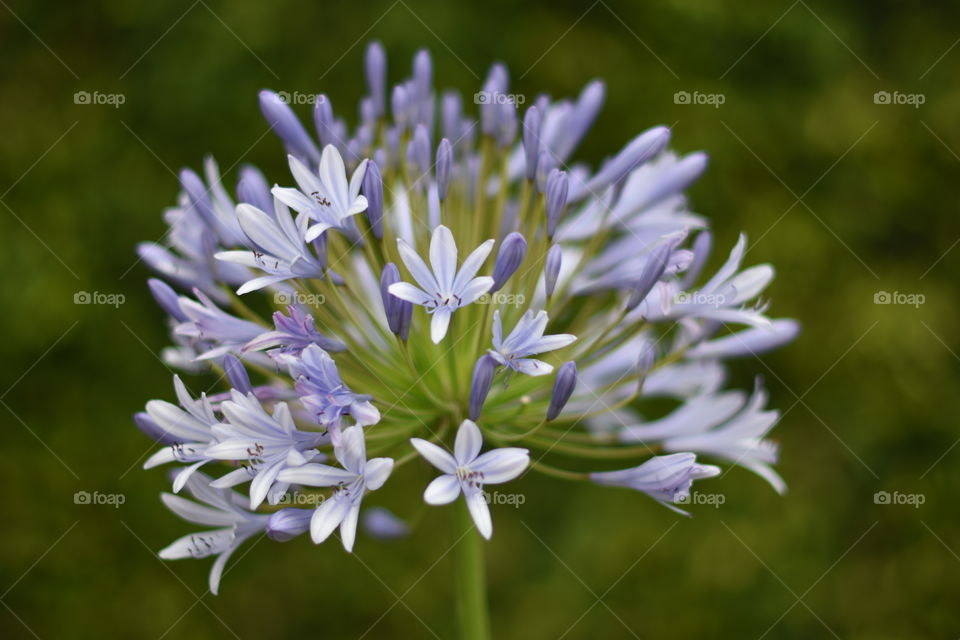 Flower of Agapanthus fully open