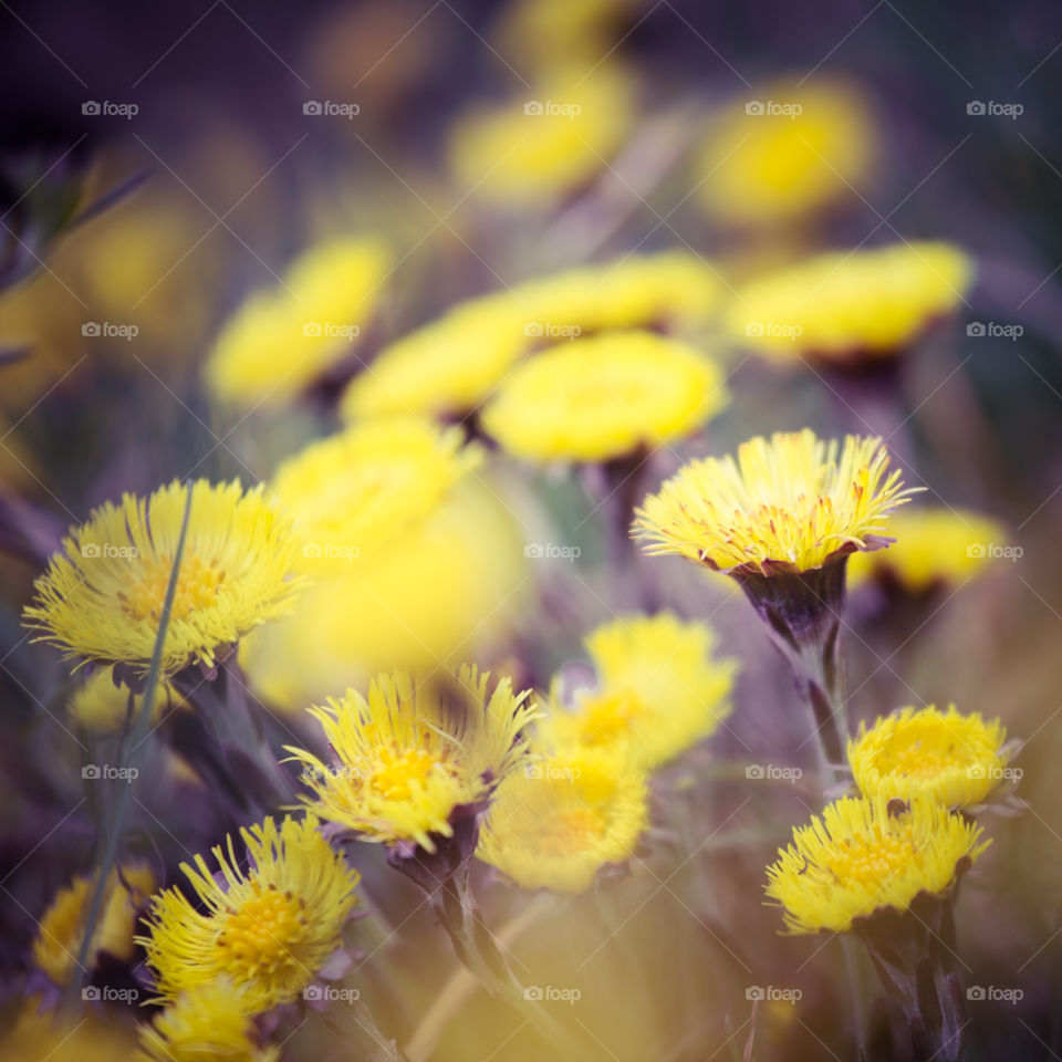 Spring flowers in London