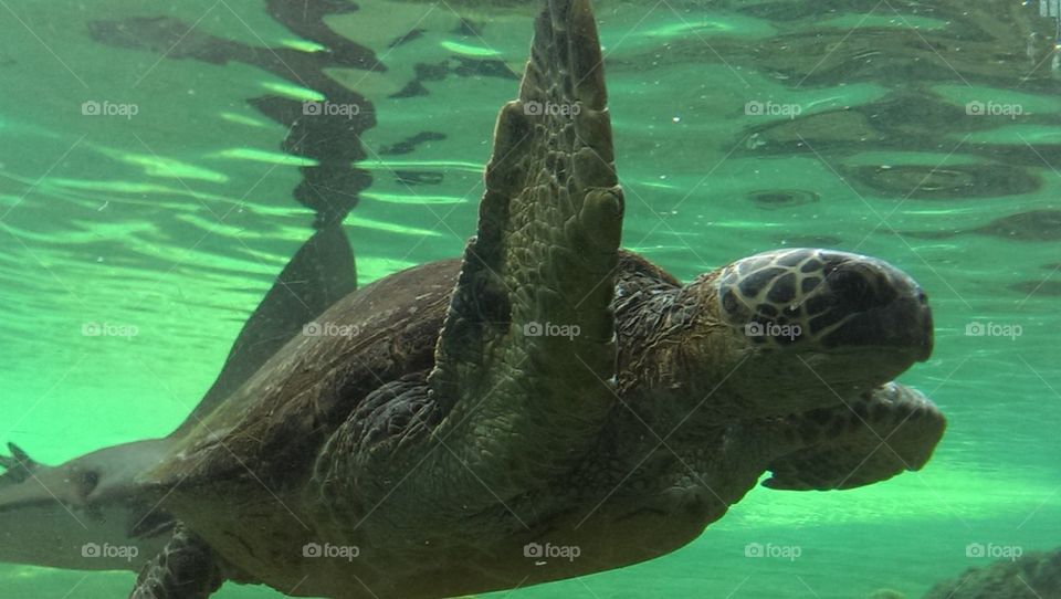 High five turtle