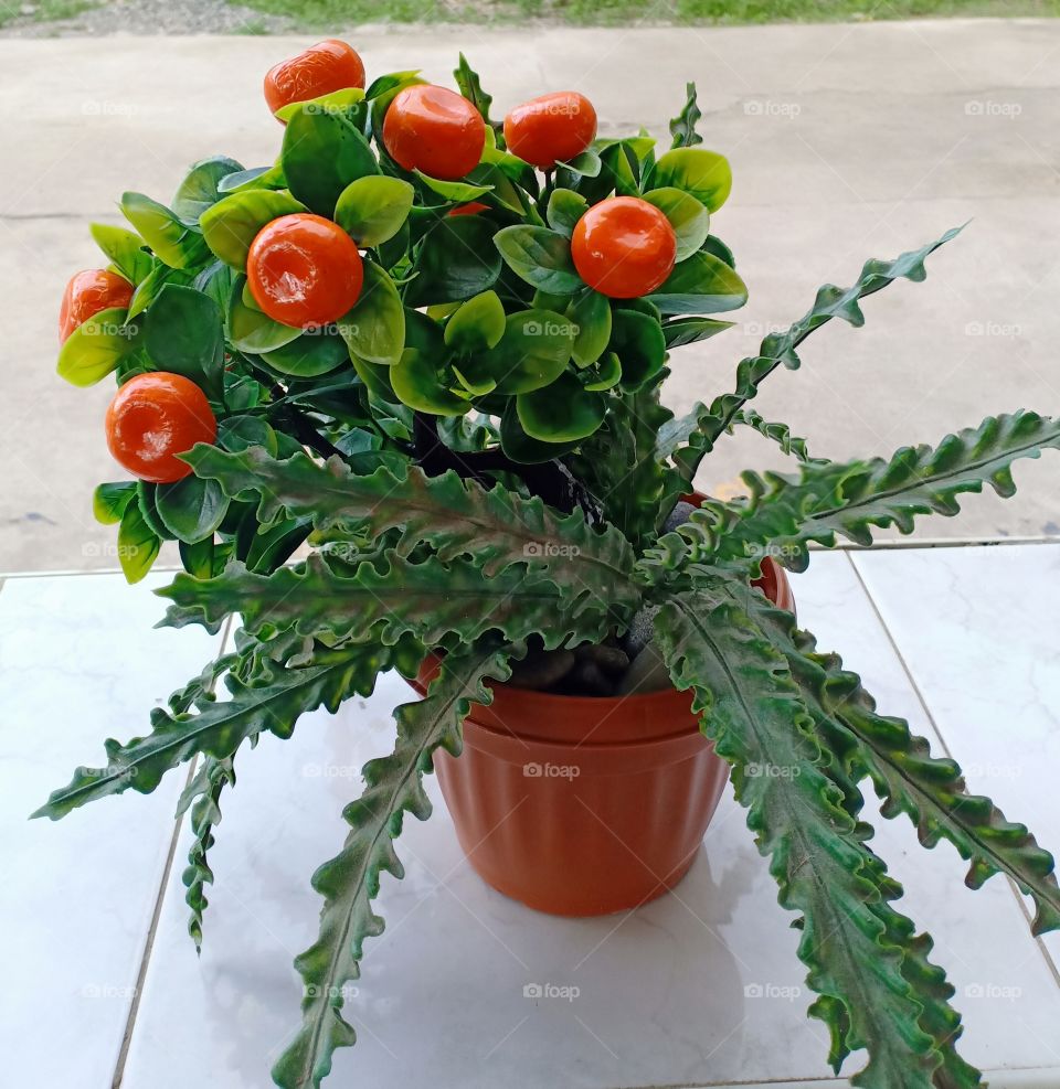 Beautiful plant ☘️🍅