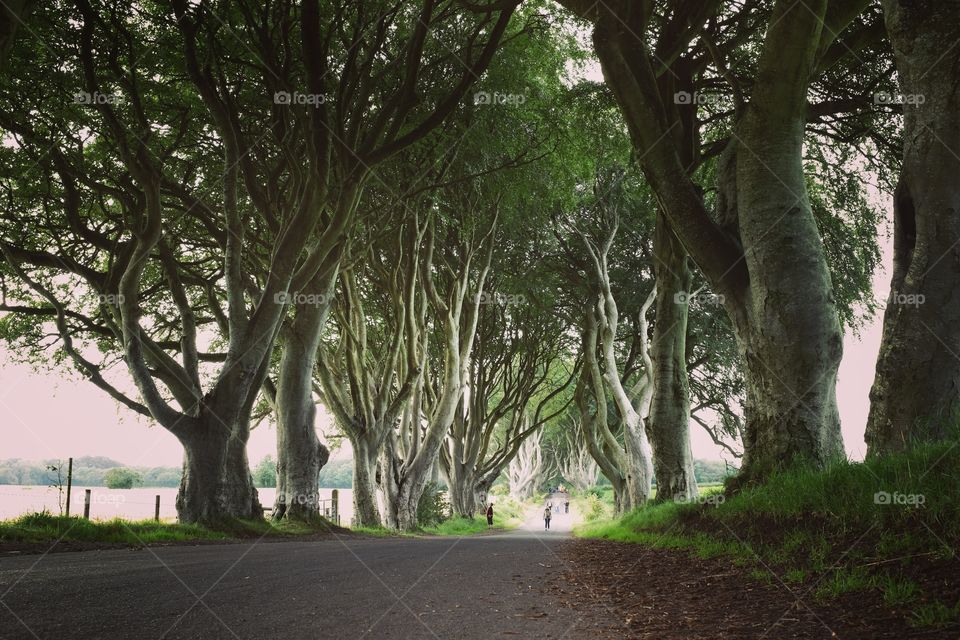 Dark Hedges