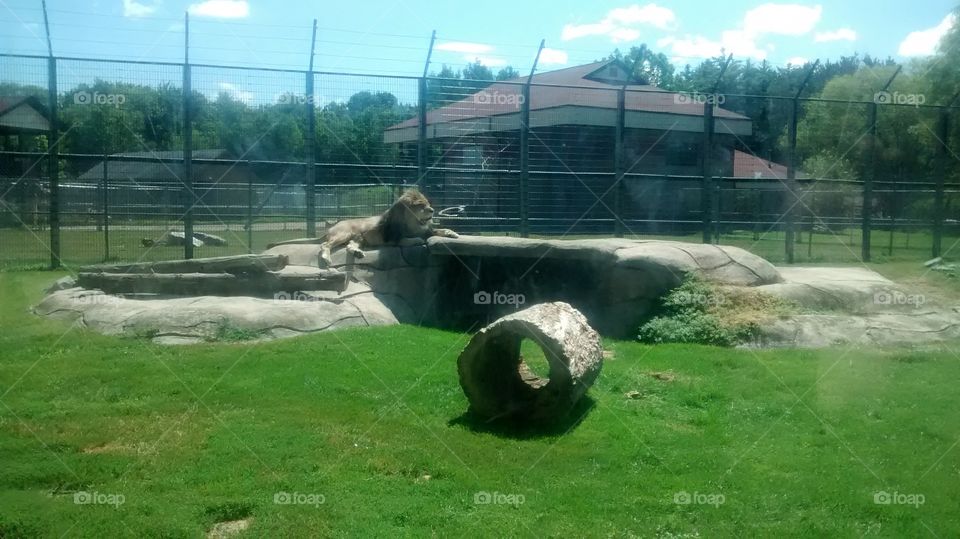 Zoo 9. lion