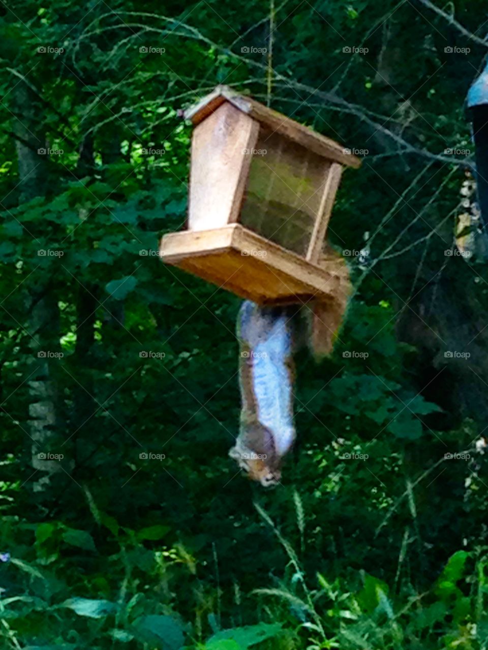 squirrel hanging upside down getting food
