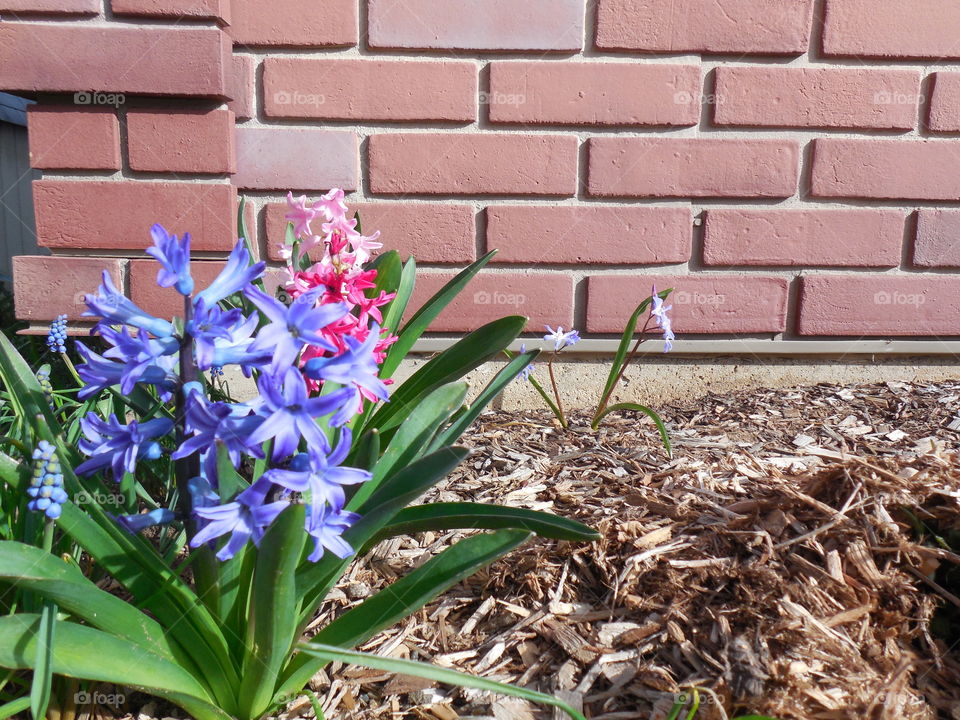 Hyacinths in garden by brick house