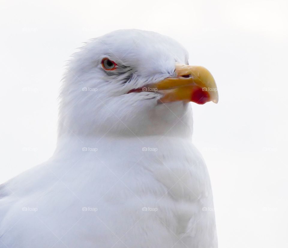 Beautiful eye - watching each other - European herring gull