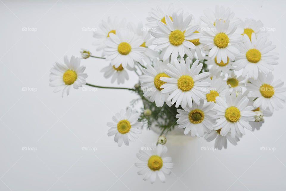 camomile flowers on a white top view background, minimalistic lifestyle
