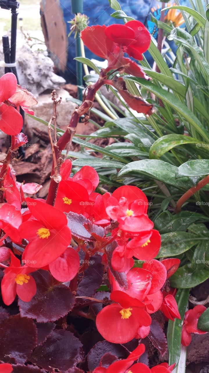 red begonia and green leaves