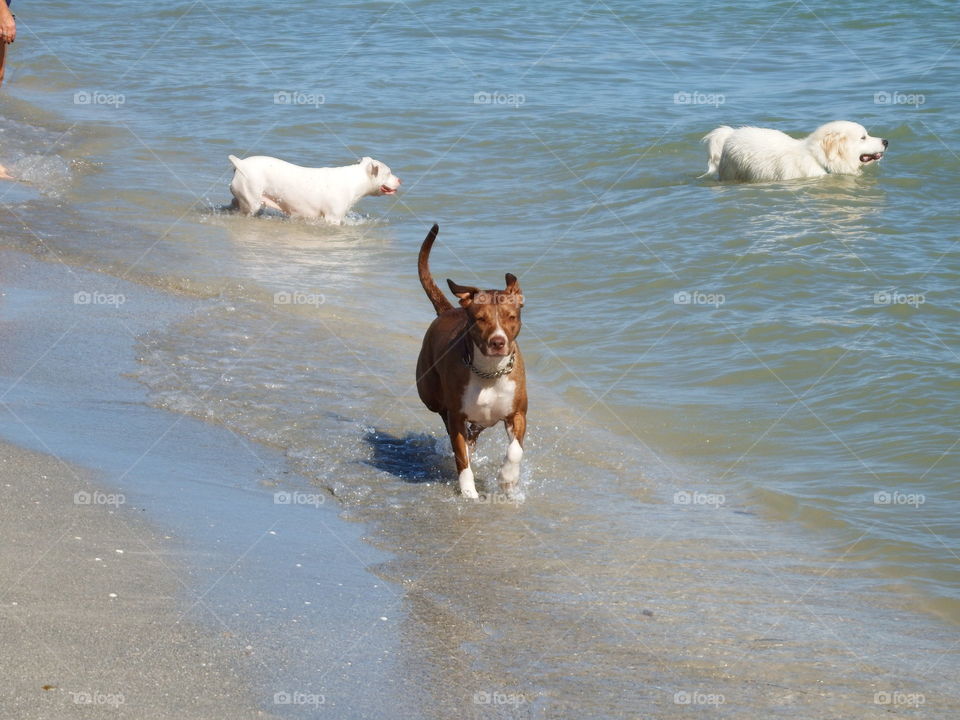 Dog beach 