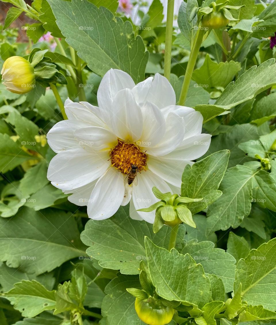 White flower with a bee