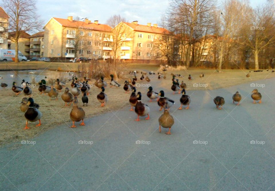 Crazy ducks!. Hey, wait for us!!!