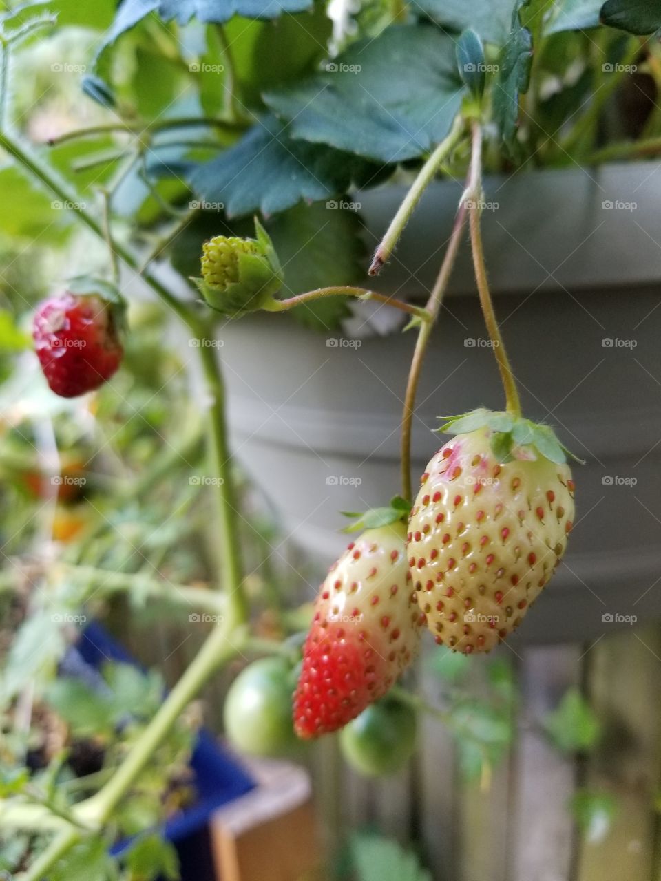 fresh Strawberry