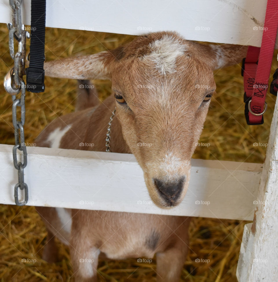 Goat looking through a fence