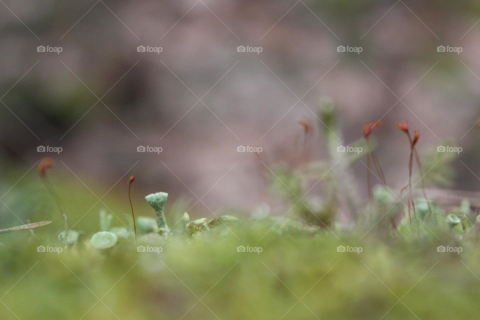 Macro of Small Forest Elements

Close Up Image of Green Vegetation

Foap Mission : Your Best Macro Shot